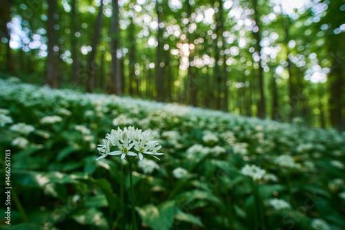 Close-up of Allium ursinum (wild garlic, ramsons, cowleekes, cows's leek, cowleek, buckrams, broad-leaved garlic, wood garlic, bear leek) blooming in the summer, morning forest photo