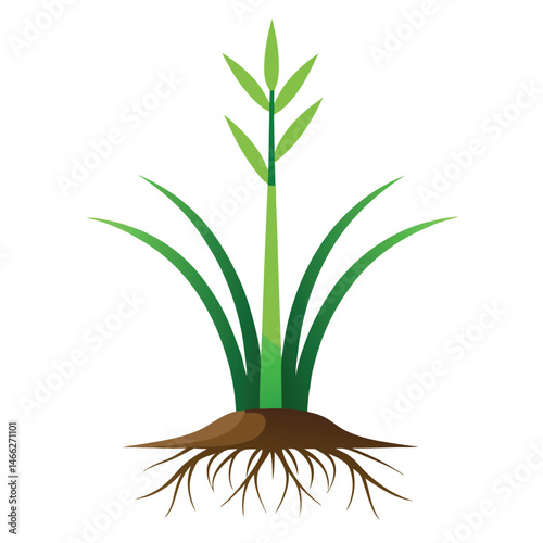 Green plant with roots illustration on white background