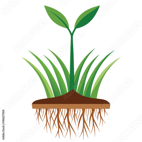 Plant with roots illustration on white background