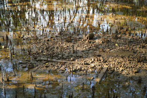 Mangrove swamp conservation to help native species and ocean life and fish stocks recover and control erosion.