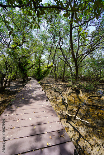 Mangrove swamp conservation to help native species and ocean life and fish stocks recover and control erosion.
