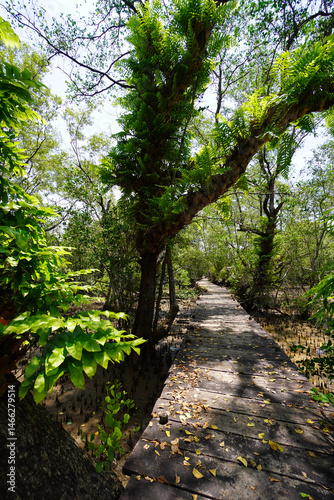 Mangrove swamp conservation to help native species and ocean life and fish stocks recover and control erosion.