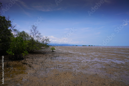Mangrove swamp conservation to help native species and ocean life and fish stocks recover and control erosion.