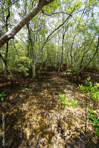 Mangrove swamp conservation to help native species and ocean life and fish stocks recover and control erosion.