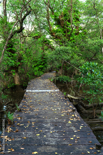 Mangrove swamp conservation to help native species and ocean life and fish stocks recover and control erosion.