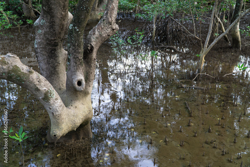 Mangrove swamp conservation to help native species and ocean life and fish stocks recover and control erosion.