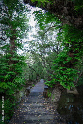 Mangrove swamp conservation to help native species and ocean life and fish stocks recover and control erosion.