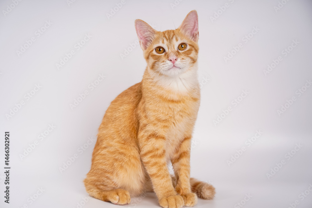 Obraz premium Ginger Cat, A charming orange cat poses against a neutral background, showcasing its playful and curious nature. kitten