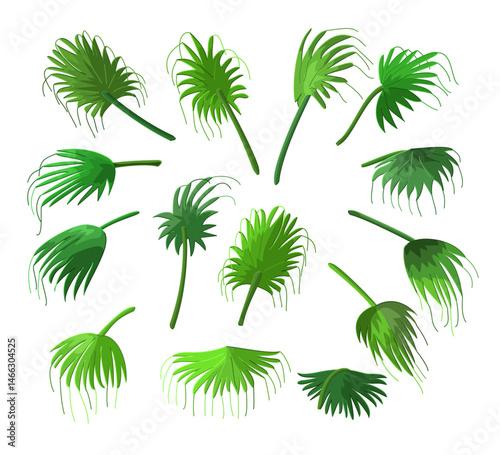 vector palm leaves set. Clip art isolated on transparent background.