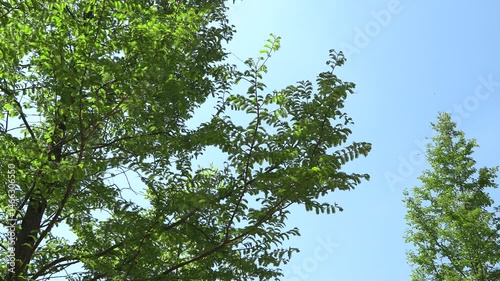 A branch flies in the breeze in the blue sky.

