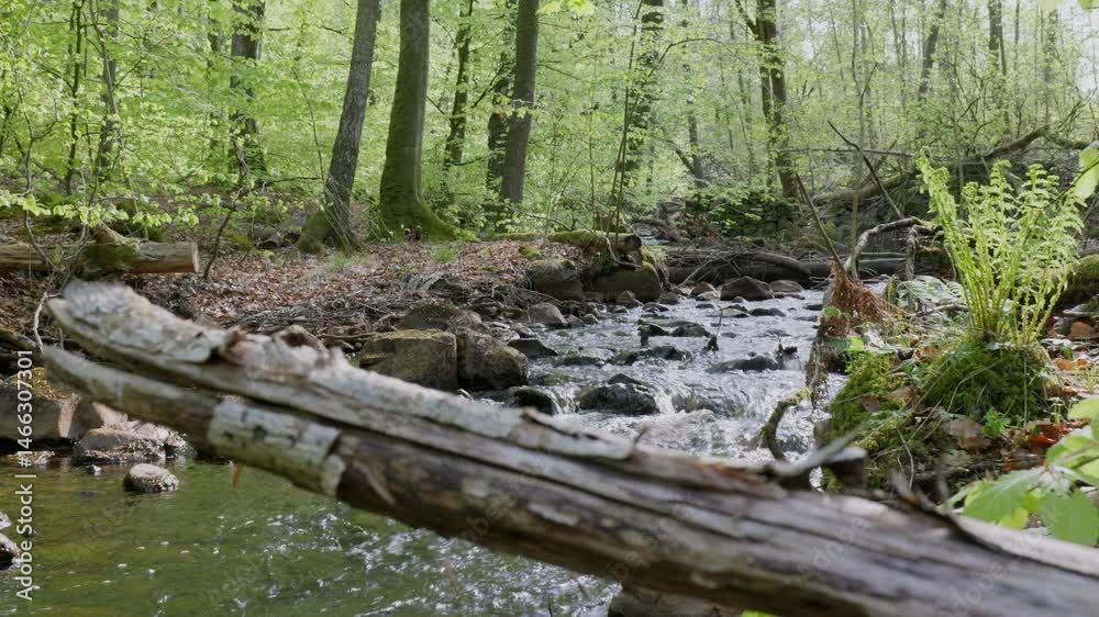 Spring stream flowing through lush forest #18 Spring stream flowing through lush forest #18