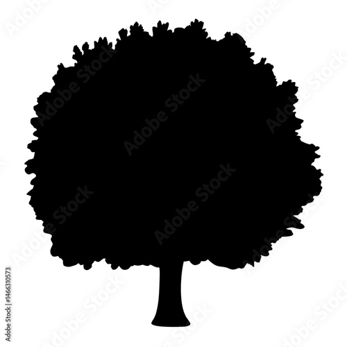 ash tree vector silhouette icon, black and white illustration of trees.
