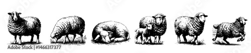 Vintage black and white illustrations of sheep in various poses, including grazing, walking, resting, and jumping, with detailed wool texture and rural charm.