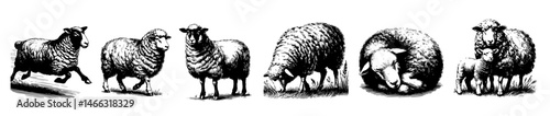 Vintage black and white illustrations of sheep in various poses, including grazing, walking, resting, and jumping, with detailed wool texture and rural charm.