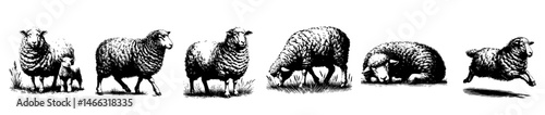 Vintage black and white illustrations of sheep in various poses, including grazing, walking, resting, and jumping, with detailed wool texture and rural charm.