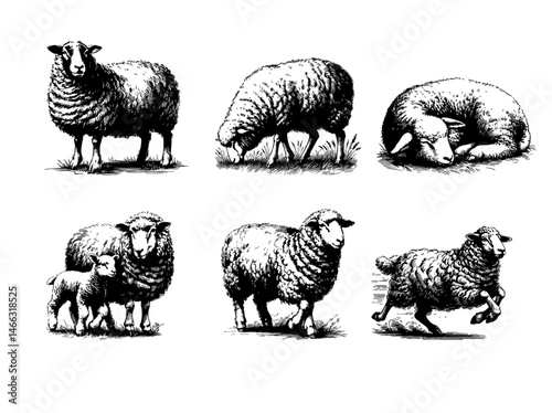 Vintage black and white illustrations of sheep in various poses, including grazing, walking, resting, and jumping, with detailed wool texture and rural charm.