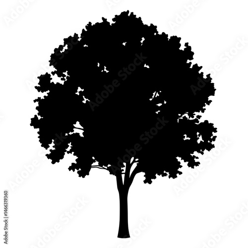 elm tree vector silhouette icon, black and white illustration of trees.