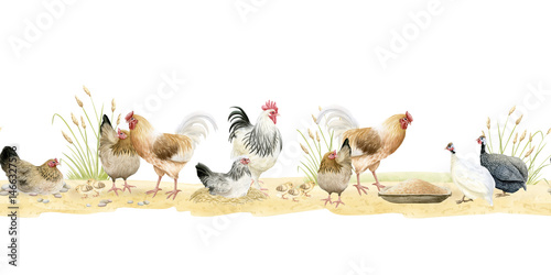 Watercolor roosters, chicken hens with baby chicks and guineafowls seamless isolated border. Poultry yard birds for farm animals horizontal banner designs. Realistic fowls feeding on sand ground photo