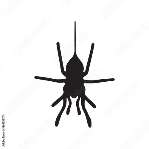 spider on black