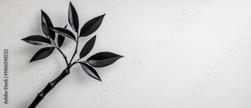 A black leafy branch is on a white background