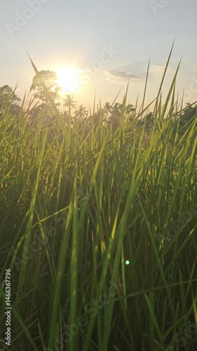 “Sunrise with Morning Fog and Dew on Grass – Tranquil Nature Scene”
