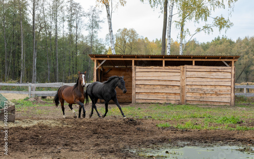Two horses running together in the paddock. Herd relations between horses.  In the background wooden shelter, a fence, and a forest. 