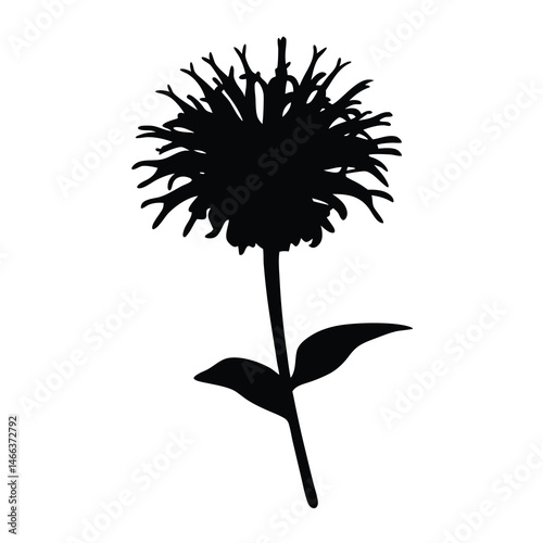 Black and white illustration of bee balm , flower silhouette vector designs.