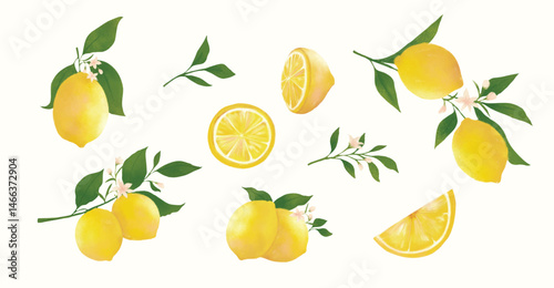 Lemon Fruit and Blossom Watercolor Illustration Set.  Ideal for packaging design, kitchen decor, recipe books, invitations, and botanical-themed projects.