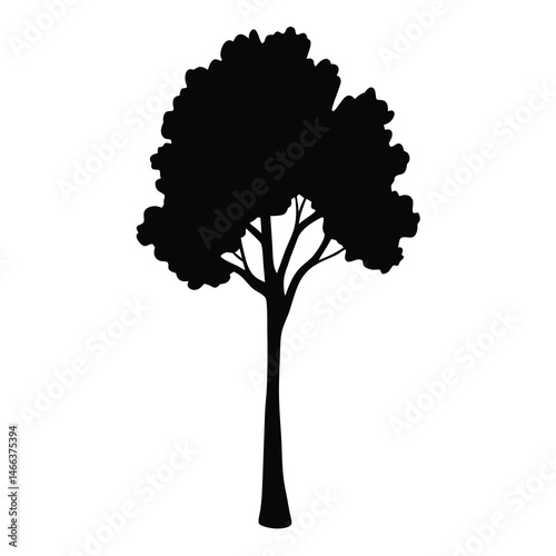 birch tree vector silhouette icon, black and white illustration of trees.