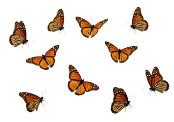 Monarch flying butterflies on transparent background