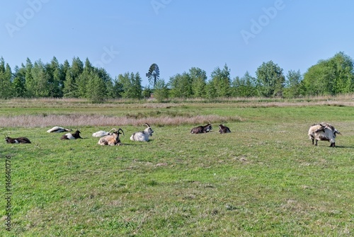 Dutch Land Goats are ruminating in the Wolfsbarge nature reserve in the Hunze Valley, with the Kikkoman polder mill in the background