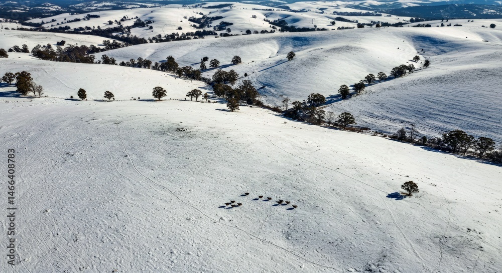 Obraz premium Aerial View of the New South Wales Landscape Blanketed in Snow, With a Small Group of Wood Ducks Making Their Way Across