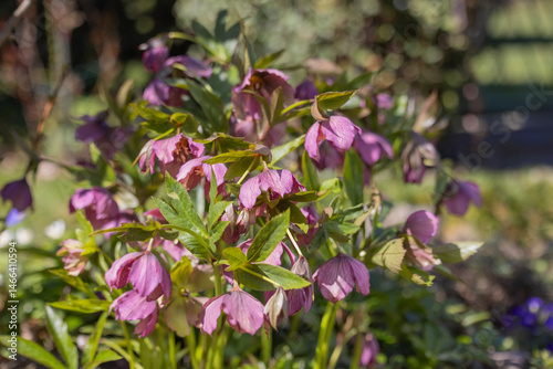 Obraz na płótnie Pink hellebore (helleborus) flowers blooming in spring garden with green leaves and natural sunlight, beauty of nature w salonie