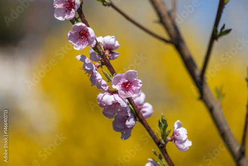 Obraz na płótnie Delicate peach blossom branch in full bloom, pink tiny flowers, in spring garden on sunny day, beauty of nature w salonie