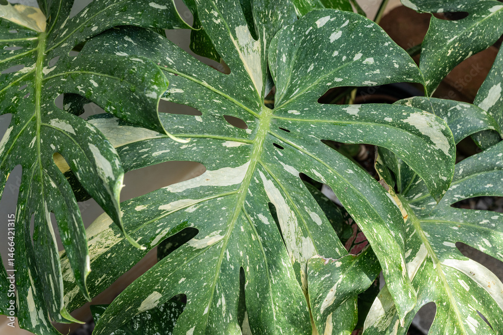 Variegated monstera plant leaf textured and background.