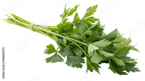 Lovage Isolated On White Background