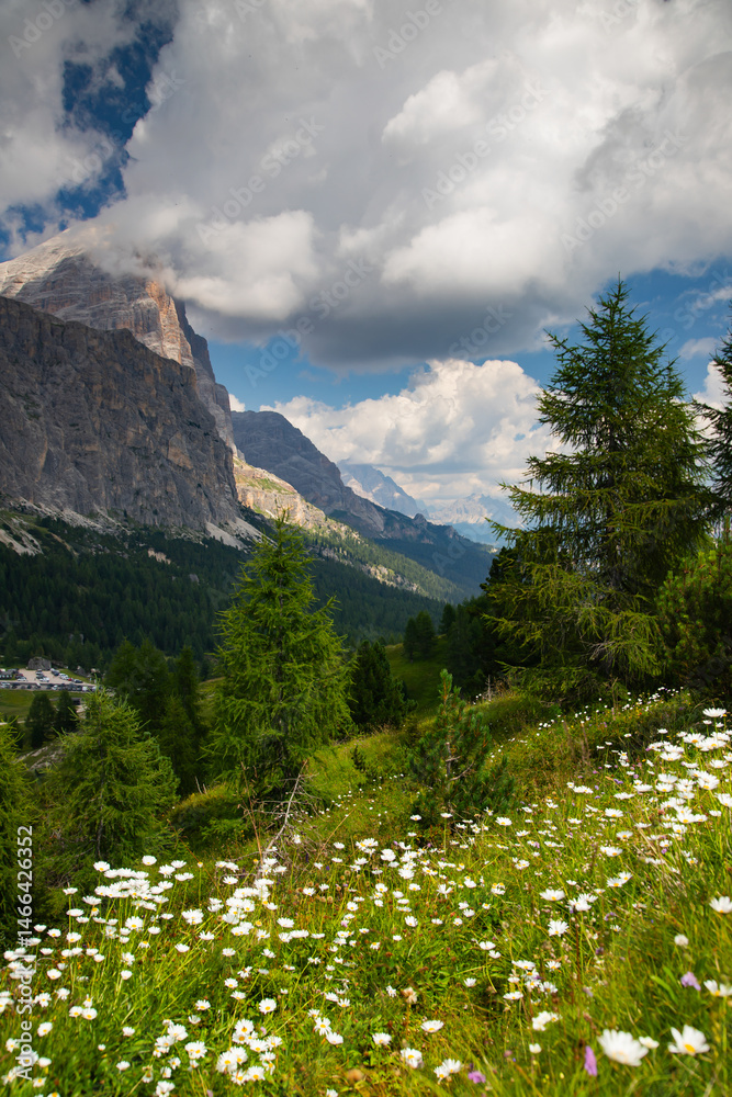 Alpine meadow in the mountains, The Dolomites, Italy