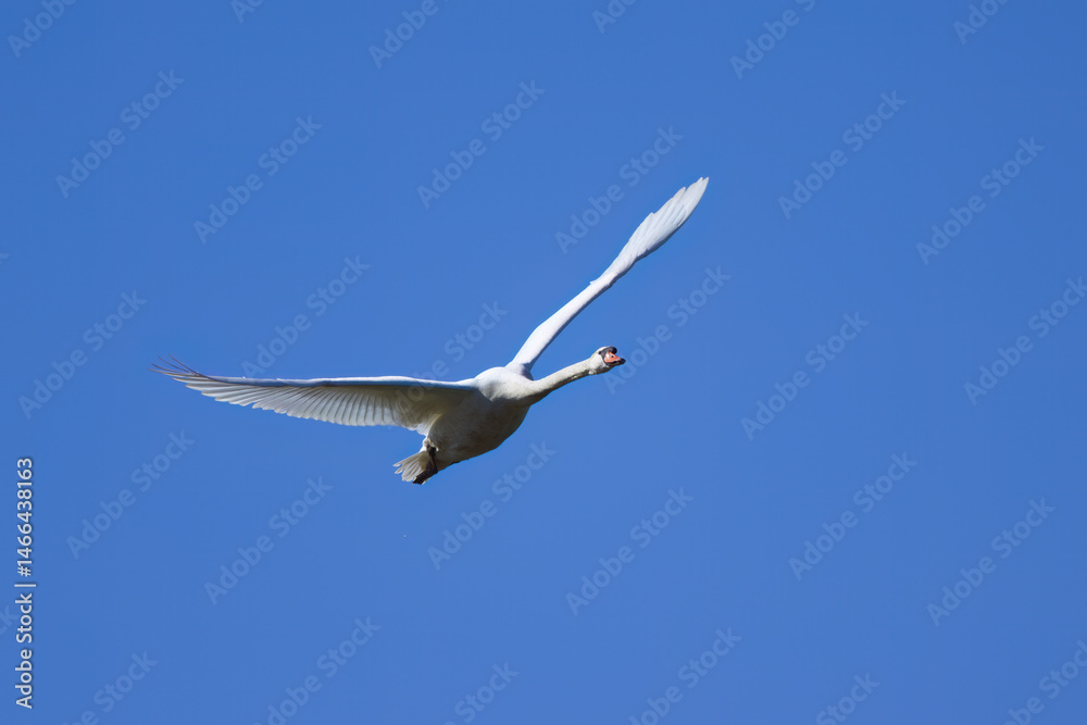 Fototapeta premium flying swan in blue sky, mute swan with spread flights, swan in flight in bright weather, beautiful plumage of Cygnus olor, white plumage