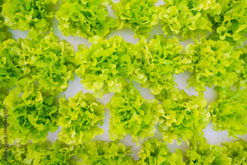 Green Oak Lettuce on white background, Organic hydroponic vegetable