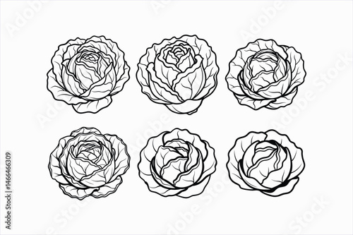 set of cabbage line art vector illustration