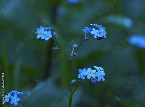 fleurs mauves avec perles d'eau