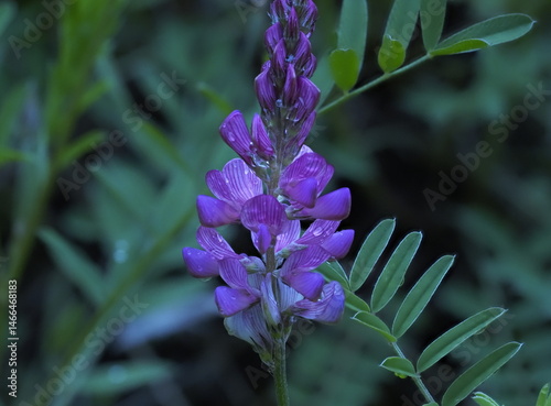 fleur violette