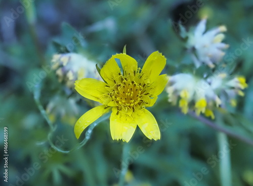 fleur jaune avec pistils et étamines à coeur
