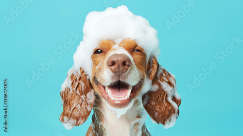 A fluffy jack russell terrier hound dog with soap foam bubbles on its head smiles enjoys bath time happy on light blue turquoise background. fun pet grooming hygiene playful cute poster