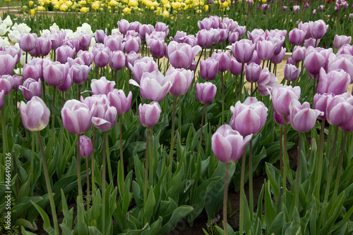 Pale purple field of tulips in a cloudy day shadow