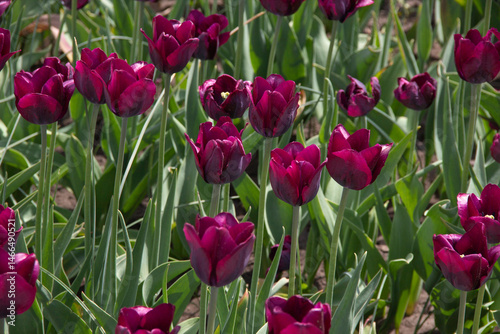 Field of dark purple tulips and green leaves in spring time 