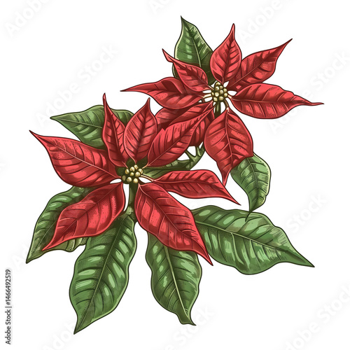 Red poinsettia flower with green leaves in detailed hand-drawn style on transparent background, symbolizing festive holiday and botanical elegance