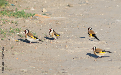 European goldfinch, Carduelis carduelis. A flock of birds gathers food on the ground
