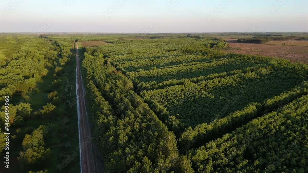 Establishing drone shot captures linear tree plantations and a long dirt road cutting through dense vegetation near the Paraná Delta in Argentina, aerial view, slow pace