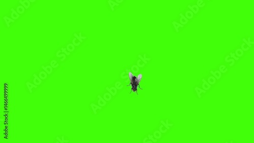Fly flying with flapping wings on green screen. slow motion
